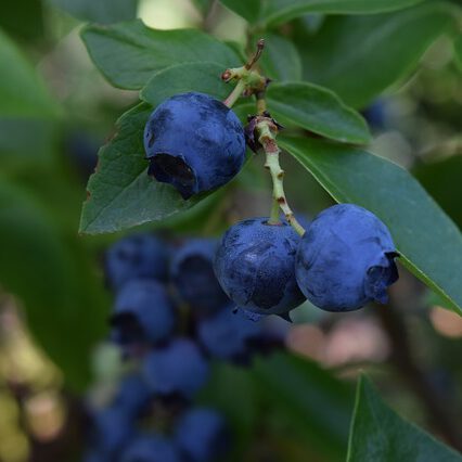 Heidelbeeren